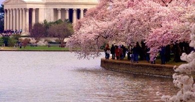National Cherry Blossom Festival and All Nippon Airways to Plant
